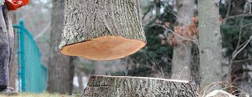 Reliable Port Lavaca, TX Tree Services Solutions