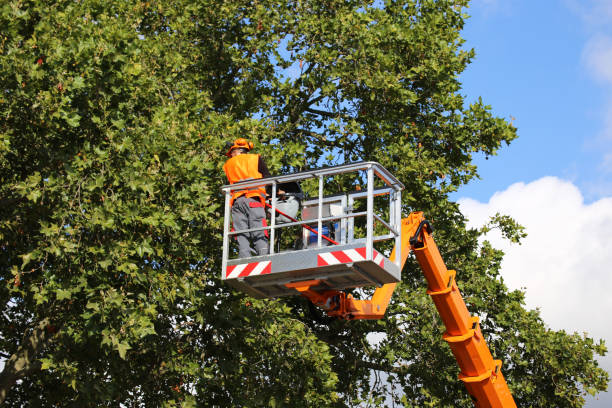 How Our Tree Care Process Works  in  Port Lavaca, TX