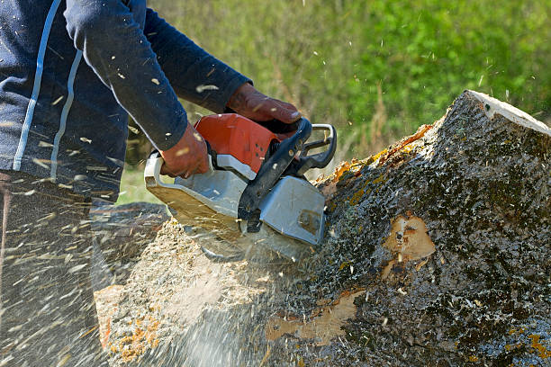 Best Lawn Maintenance Plans  in Port Lavaca, TX