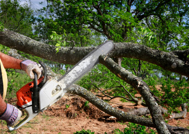 How Our Tree Care Process Works  in  Port Lavaca, TX